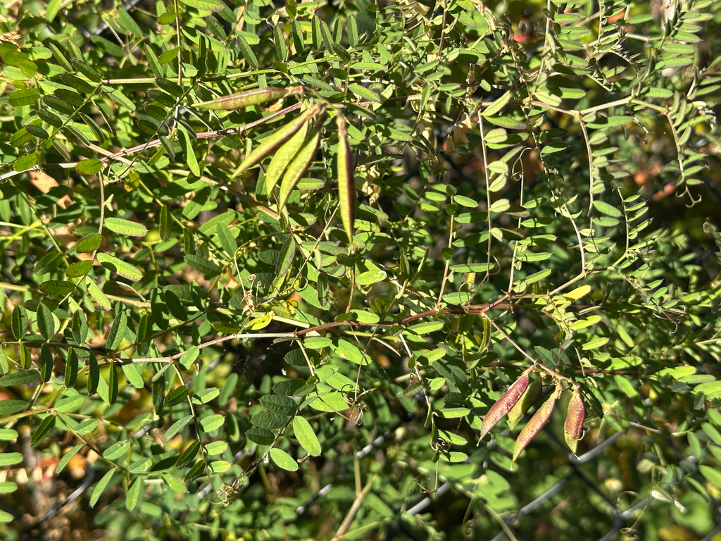 Vicia americana; photograph author not stated, no rights reserved