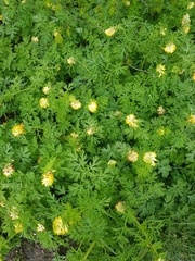 Corydalis nobilis