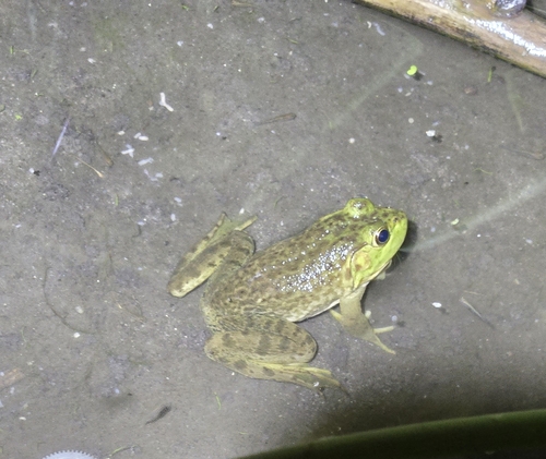 American Bullfrog