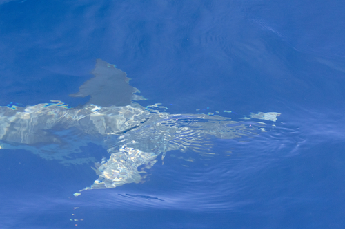 Carcharhinus plumbeus, 2026-09-12