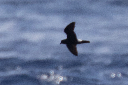 Oceanodroma castro observed 2026-09-11