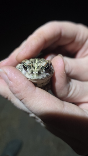Western Toad