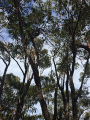 Corymbia gummifera