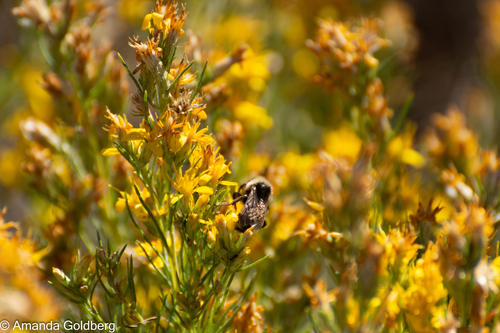 iNaturalist observation photo of Bumble Bees