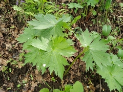 Aconitum leucostomum