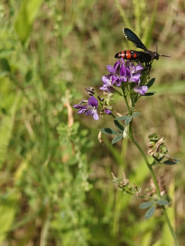Scolia binotata