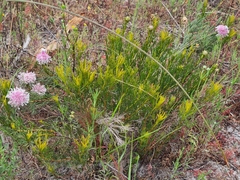 Serruria furcellata