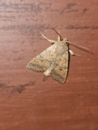 Bicolored Sallow