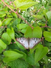 Anartia jatrophae