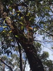 Corymbia gummifera