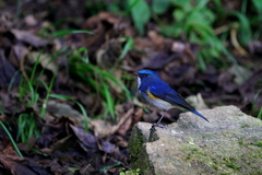 Tarsiger rufilatus