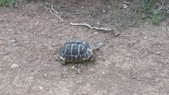 Testudo hermanni hermanni