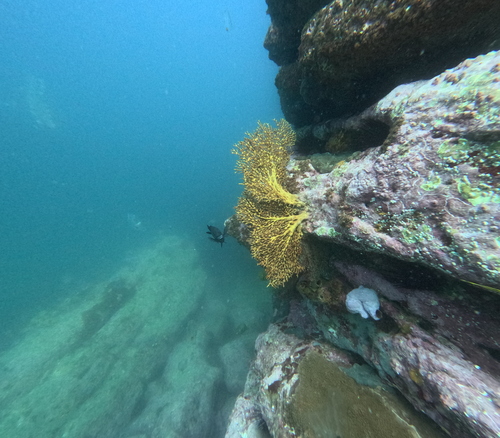 Melithaea observed 2026-09-12