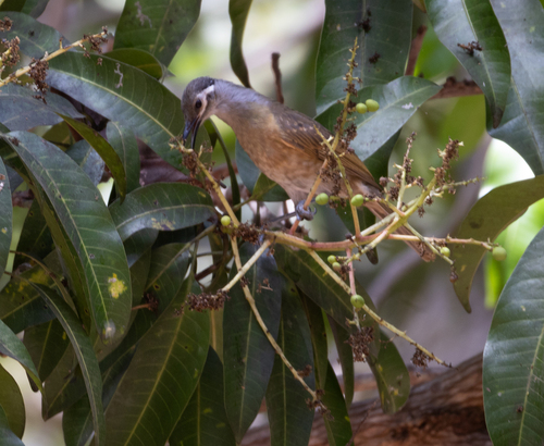 Xanthotis flaviventer observed 2026-09-12