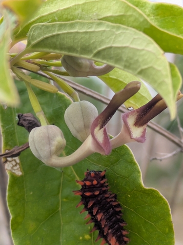 Aristolochia indica, 2026-09-12