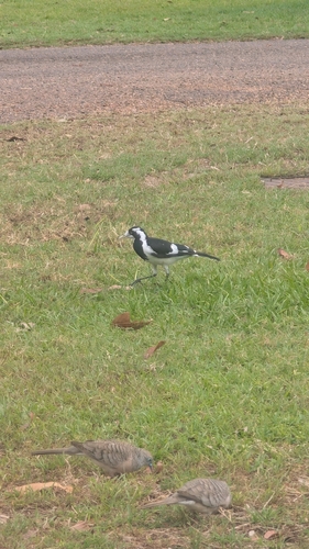 Magpie-lark