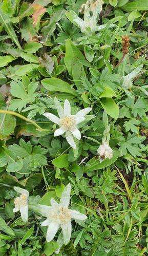 Leontopodium leontopodioides, photograph 1