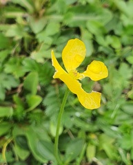 Ranunculus propinquus, photograph (c) Urgamal Magsar, some rights reserved (CC BY)