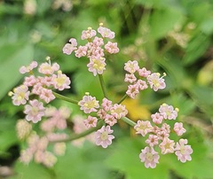 (c) Urgamal Magsar, some rights reserved (CC BY) Carum carvi, photograph (c) Urgamal Magsar, some rights reserved (CC BY)