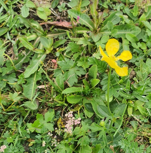 Ranunculus propinquus, photograph 5