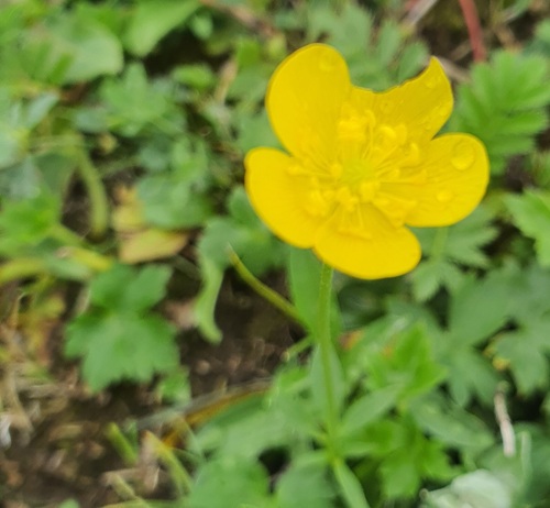 Ranunculus propinquus, photograph 2