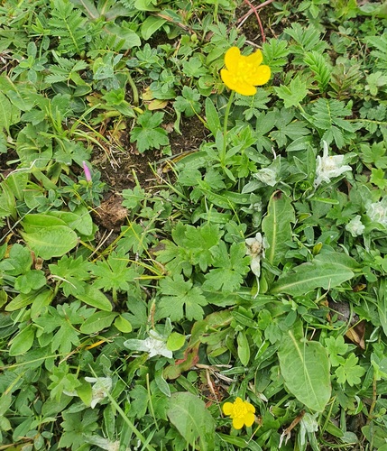 Ranunculus propinquus, photograph 3