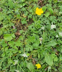 Ranunculus propinquus, photograph (c) Urgamal Magsar, some rights reserved (CC BY)
