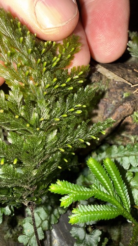 Abrodictyum obscurum observed 2026-08-23