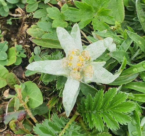 Leontopodium leontopodioides