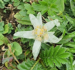Leontopodium leontopodioides