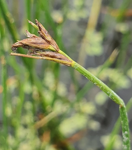 Blysmus compressus