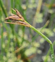 Blysmus compressus