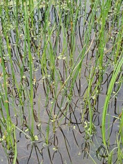 Blysmus compressus, photograph (c) Urgamal Magsar, some rights reserved (CC BY)