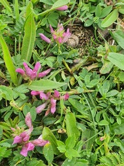 Trifolium lupinaster, photograph (c) Urgamal Magsar, some rights reserved (CC BY)