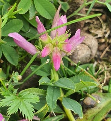 Trifolium lupinaster, photograph (c) Urgamal Magsar, some rights reserved (CC BY)