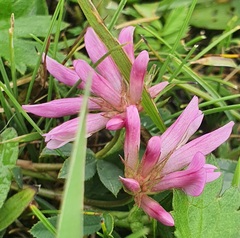 Trifolium lupinaster, photograph (c) Urgamal Magsar, some rights reserved (CC BY)