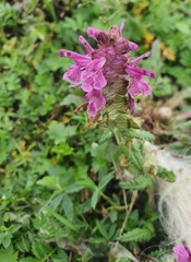 Pedicularis verticillata, photograph (c) Urgamal Magsar, some rights reserved (CC BY)