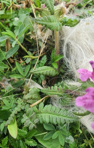 Pedicularis verticillata, photograph 3