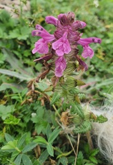 Pedicularis verticillata, photograph (c) Urgamal Magsar, some rights reserved (CC BY)