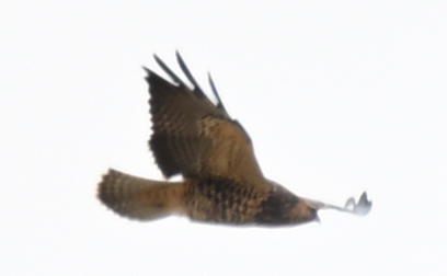 Swainson's Hawk