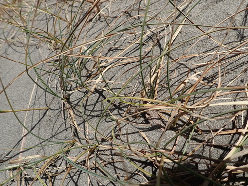 Carex pumila, photograph 6