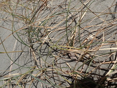 Carex pumila, photograph (c) Arnim Littek, some rights reserved (CC BY)