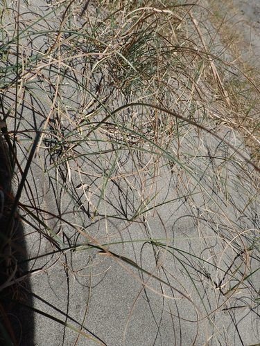 Carex pumila, photograph 5