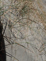 (c) Arnim Littek, some rights reserved (CC BY) Carex pumila, photograph (c) Arnim Littek, some rights reserved (CC BY)