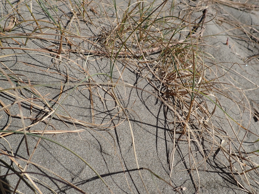 Carex pumila; photograph (c) Arnim Littek, some rights reserved (CC BY)