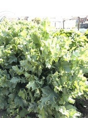 Papaver somniferum