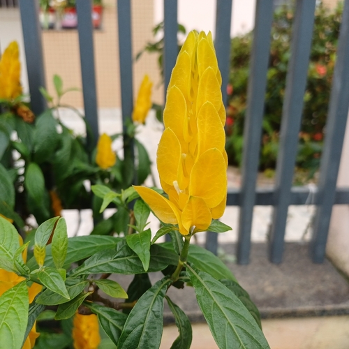 golden shrimp plant