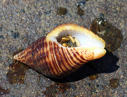 Cantharus fumosus observed 2026-09-09