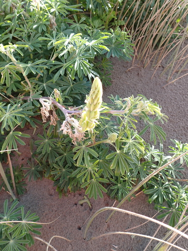Lupinus arboreus, photograph 6