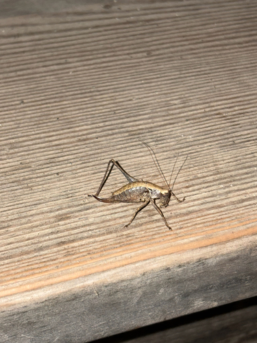 Dark Bush-cricket